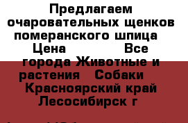 Предлагаем очаровательных щенков померанского шпица › Цена ­ 15 000 - Все города Животные и растения » Собаки   . Красноярский край,Лесосибирск г.